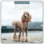 Buchcover und Innenansicht für das Buch: Poodles 2026 Square Wall Calendar