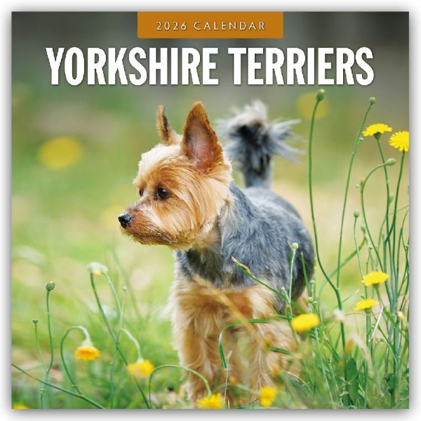 Buchcover und Innenansicht für das Buch: Yorkshire Terriers 2026 Square Wall Calendar
