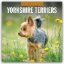 Buchcover und Innenansicht für das Buch: Yorkshire Terriers 2026 Square Wall Calendar