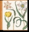 Buchcover und Innenansicht für das Buch: Besler. The Garden at Eichstätt