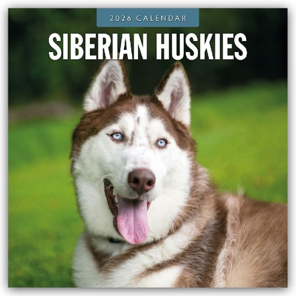 Buchcover und Innenansicht für das Buch: Siberian Huskies 2026 Square Wall Calendar