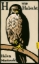Buchcover und Innenansicht für das Buch: H IS FOR HAWK