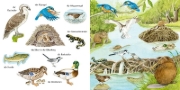 Buchcover und Innenansicht für das Buch: Mein kleines buntes Bildwörterbuch: Tiere im und am Wasser