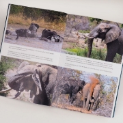 Buchcover und Innenansicht für das Buch: Elephants. Birth, death and family in the lives of the giants