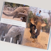 Buchcover und Innenansicht für das Buch: Elephants. Birth, death and family in the lives of the giants
