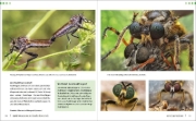 Buchcover und Innenansicht für das Buch: Extreme Wildlife-Makrofotografie
