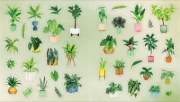Buchcover und Innenansicht für das Buch: A Plant Lover's Sticker Book