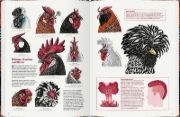 Buchcover und Innenansicht für das Buch: Het groete koppenboek