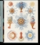 Buchcover und Innenansicht für das Buch: The Art and Science of Ernst Haeckel