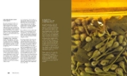 Buchcover und Innenansicht für das Buch: Fermentation