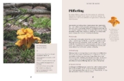 Buchcover und Innenansicht für das Buch: Abenteuer Wald