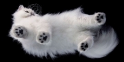 Buchcover und Innenansicht für das Buch: Feline