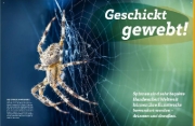 Buchcover und Innenansicht für das Buch: WAS IST WAS Spinnen. Akrobaten auf acht Beinen