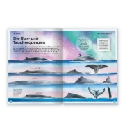Buchcover und Innenansicht für das Buch: Trötsch Kinderbuch Das großartige Buch der Wale| Ab 8 Jahren