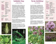 Buchcover und Innenansicht für das Buch: Essbare Kräuter und Wildpflanzen