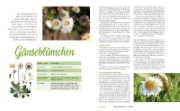 Buchcover und Innenansicht für das Buch: Heilkräuter aus den Alpen