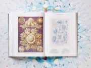 Buchcover und Innenansicht für das Buch: The Art and Science of Ernst Haeckel