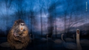 Buchcover und Innenansicht für das Buch: Wildlife Photographer of the Year. Portfolio 35
