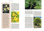 Buchcover und Innenansicht für das Buch: Gartenbotanik