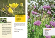 Buchcover und Innenansicht für das Buch: Klimastarke Stauden
