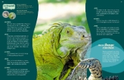 Buchcover und Innenansicht für das Buch: WAS IST WAS Echsen. Kleine Drachen hautnah