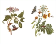 Buchcover und Innenansicht für das Buch: Das Insektenbuch
