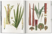 Buchcover und Innenansicht für das Buch: Martius. The Book of Palms