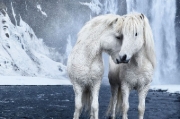 Buchcover und Innenansicht für das Buch: Untamed Spirits: Horses From Around the World