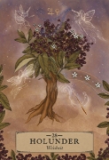 Buchcover und Innenansicht für das Buch: Herbal Astrology Orakel: 55 Karten mit Botschaften und Anleitungen
