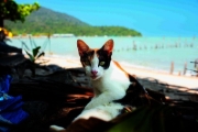 Buchcover und Innenansicht für das Buch: Katzen der Welt