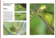 Buchcover und Innenansicht für das Buch: Das große BLV Handbuch Insekten