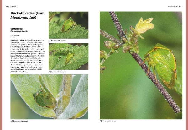 Buchcover und Innenansicht für das Buch: Das große BLV Handbuch Insekten