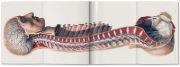 Buchcover und Innenansicht für das Buch: Bourgery. Atlas of Human Anatomy and Surgery