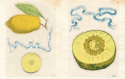 Buchcover und Innenansicht für das Buch: John Derian Sticker Book II