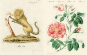 Buchcover und Innenansicht für das Buch: John Derian Sticker Book II