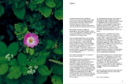 Buchcover und Innenansicht für das Buch: Fermentiert