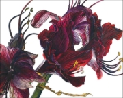 Buchcover und Innenansicht für das Buch: Überwältigende Blüten