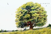Buchcover und Innenansicht für das Buch: La Vie secrète des arbres en BD