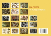 Buchcover und Innenansicht für das Buch: Postkarten-Set Ernst Haeckel