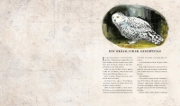Buchcover und Innenansicht für das Buch: Harry Potter and the Chamber of Secrets
