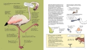 Buchcover und Innenansicht für das Buch: Omnibird