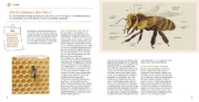 Buchcover und Innenansicht für das Buch: Bienen Basics