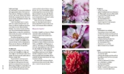 Buchcover und Innenansicht für das Buch: Nachhaltige Schnittblumen