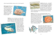 Buchcover und Innenansicht für das Buch: Alles klar! Der kleine Drache Kokosnuss erforscht die Ozeane