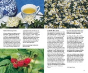 Buchcover und Innenansicht für das Buch: Essbare Wildkräuter und ihre giftigen Doppelgänger