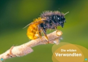 Buchcover und Innenansicht für das Buch: WAS IST WAS Erstes Lesen. Bienen