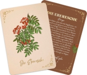 Buchcover und Innenansicht für das Buch: Orakelkarten: Die verborgene Kraft der Bäume