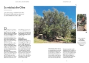Buchcover und Innenansicht für das Buch: Olivenbaum ganz einfach