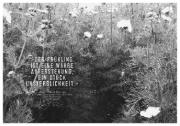 Buchcover und Innenansicht für das Buch: Das kleine Herbarium