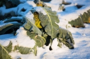 Buchcover und Innenansicht für das Buch: Frisches Gemüse im Winter ernten
